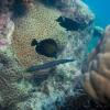 Отель Chumbe Island Coral Park, фото 19