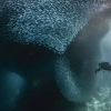 Отель Club Hari Dive Resort, фото 25
