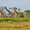 Отель Sibuya Game Reserve, фото 14