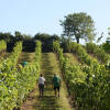 Отель Winzerzimmer - Weingut Tinhof, фото 17