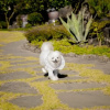 Отель Jeju Jungmun Westie House Pension, фото 6