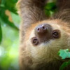 Отель Sloth House, фото 35