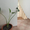 Отель Apartments Palit Rab, фото 9