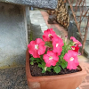 Отель Bed & Breakfast Le cicale e la formica, фото 3