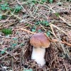 Отель Bulle de Bois, écolodge insolite avec spa privatif au milieu des volcans - Bulles d'Herbe, фото 17