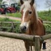 Отель Pension Horse4C-Ranch, фото 8