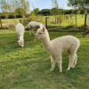 Отель Dartmoor Reach Alpaca Farm, фото 18