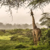 Отель Hatari Lodge, фото 21