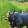 Отель Barahi Jungle Lodge, фото 21