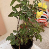Отель Cosy and Familiar Maisonette in Agious Deka, Corfu, фото 9