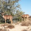 Отель Sanbona Wildlife Reserve, фото 17