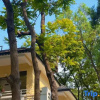 Отель Taishan Qingyun Mountain House Homestay, фото 4