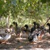 Отель Agriturismo SantAndrea, фото 20