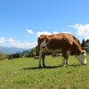 Отель Cozy Holiday Home in Thiersee Near Forest, фото 12