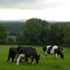 Отель Ballindrum Farm B&B, фото 38