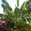 Отель Studio in Marigot, With Wonderful sea View, Enclosed Garden and Wifi, фото 21