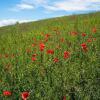 Отель Agriturismo Il Cavicchio, фото 10