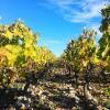 Отель La Maison du Grand Four en Bourgogne, Au coeur de Vignes, Piscine et Sauna, фото 2