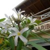 Отель House Jardin Del Caribe, фото 48