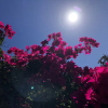 Отель Quinta do Pé Descalço Guesthouse Sintra, фото 28