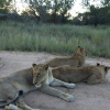 Отель Ngwenya Lodge, фото 3