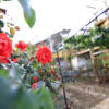 Отель Lijiang Sleepy Inn, фото 1