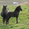 Отель Syðra-Skörðugil Guesthouse, фото 16