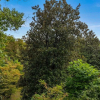Отель Bearadise Mountain Getaway, фото 1