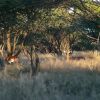 Отель Ohange Namibia Lodge, фото 13