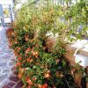Отель B&B Il Giardino dei Glicini, фото 19