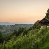 Отель Vineyard Cottage Pavlin 1, фото 13