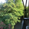 Отель Mimosa apartment, фото 15