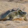 Отель Turtle Guest House, фото 20