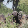 Отель Nkasa Lupala Tented Lodge, фото 25