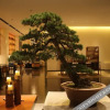 Отель Ningbo Fenghua Xikou Moqi Hotel, фото 20