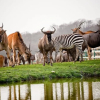 Отель Port Lympne Reserve - Livingstone Lodge, фото 7