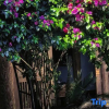 Отель Xishi Homestay (Lijiang Ancient City Branch), фото 10