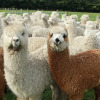 Отель Silverstream Alpaca Farmstay and Tour, фото 49