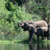 Отель Kabalega Wilderness Lodge, фото 7