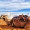 Отель Alsarmadi Desert Camp, фото 37