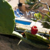 Отель Prickly Pear Holiday Home No.1, фото 14