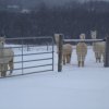 Отель Four Points Alpacas B&B, фото 12