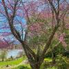 Отель The Terrace at Lake Junaluska, фото 15