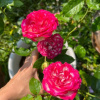 Отель Pang Chompu, фото 1