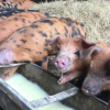 Отель Charming 2-bed Cottage in Templecombe, фото 17