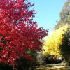 Отель Abelia Cottage of Daylesford Botanical в Дейлсфорде