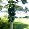 Отель Raintree Bure, фото 11