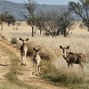 Отель Tata Farm Lodge, фото 13