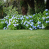 Отель Villa Iolanda, фото 4