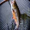 Отель North Branch Outing Club, фото 3
